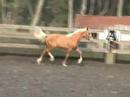Palomino Warmbloods Palomino Warmbloods