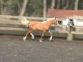 Palomino Warmbloods