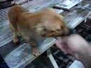 Chico Hi-FIVE!!