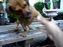 Chico Hi-FIVE!!
