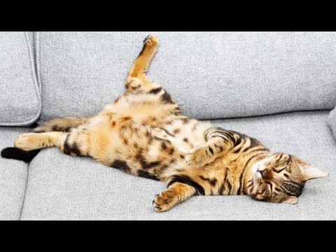Here's Why Cats Really Lie On Their Backs To Greet You