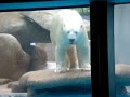 cute polarbear waving cute polarbear waving