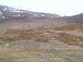 marmotta in val chisone
