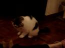 ボール猫動画