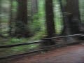 San Francisco - Muir Woods Excursion