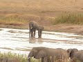 North Luangwa Elephants North Luangwa Elephants
