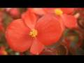 videos de canon HV30 test HD 720p