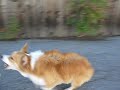 kaley corgi has a ball!