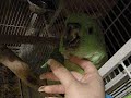 Yellow Naped Amazon (Rocky)