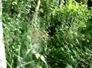 Traveling of Araneus Diadematus (Common Garden Spiderlings) Traveling of Araneus Diadematus (Common Garden Spiderlings)