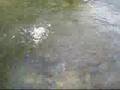 ナナホシテントウ動画12