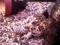Leopard Gecko shedding her skin