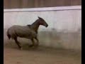 Harka et Iflore