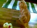 tried to wake a sleeping Phatt up with the rubber duckie who lives on the rim of my bathtub but Phatt heard my footsteps with his supersonic hearing and woke up by the time i reached him. 

but I still managed to startle him so part of mission accomplished and nope, no animals were harmed in the making of this video.

well, except the rubber duckie who was squeezed unceremoniously by my vicious-looking red-tipped hand. but i suspect the yellow thing enjoyed it.