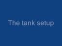 Triops in a community tank