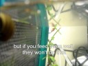 Triops in a community tank Triops in a community tank