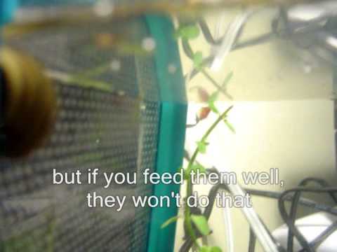 how to care triops