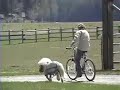 24 Inch Funny Pony