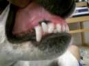 My dog Nabisco\ My dog Nabisco\