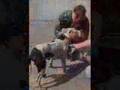 videos de I'm With You...    Katrina Animal Rescue