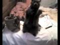 videos de Oscar the cat dancing!
