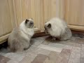 Sterling & Little Girl - Blue Point Doll Face Himalayan Cats