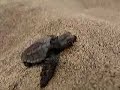 Patara CAretta Caretta Patara Beach Patara CAretta Caretta Patara Beach