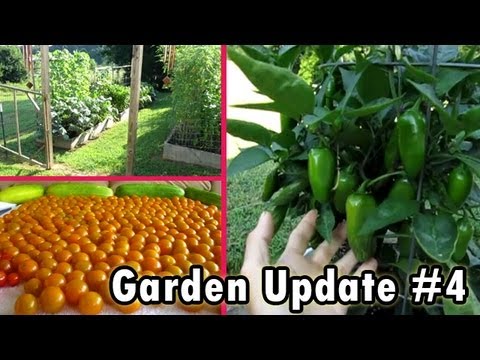 how to fertilize butternut squash