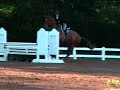 Bubbles- Horse for sale