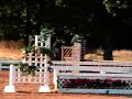 Bubbles- Horse for sale