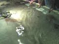 stingrays at the Camden aquarium