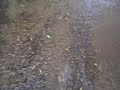 Bendigo Flood Bendigo Flood