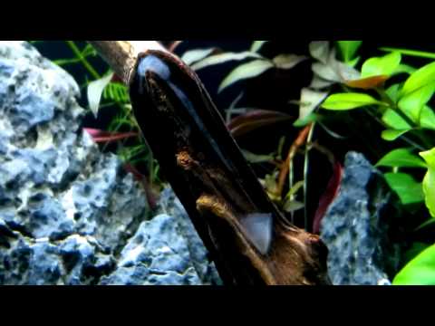 Bakterienteppich (Schleim, Belag) auf Aquarium Wurzel