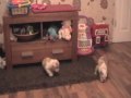 Joelee Bulldog Puppies 5 weeks old