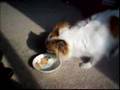 Affenpinscher video