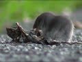De spitsmuis