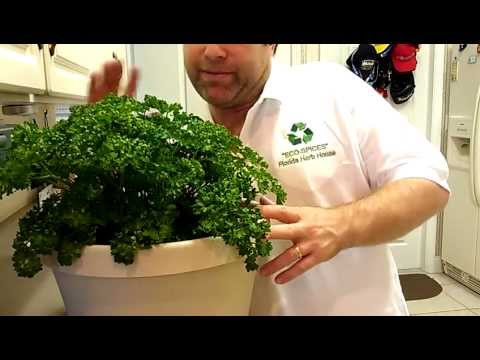 how to harvest italian parsley seeds