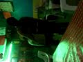 El baile del canguro.3GP