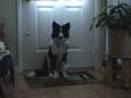 videos de Millie Rings Bell to Go Outside