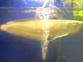 two 2 ft plus silver arowana two 2 ft plus silver arowana