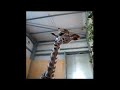 Gerald the Giraffe
