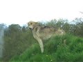 Wolf Howls