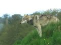 Wolf Howls Wolf Howls