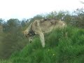 dakota, a wolf at the uk wolf centre...hears the other wolves howling and joins in the call. wonderful sound a wolf howl is!