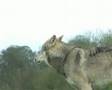 Wolf Howls
