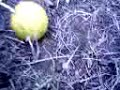Small Homemade Firecracker in Lemon