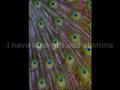 Manifesting Abundance Mind Movie