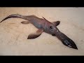 Paranormal Productions: The Weirdest of the Weird Part 1 Paranormal Productions: The Weirdest of the Weird Part 1