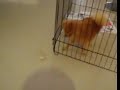 See Video