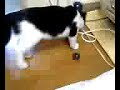 猫動画